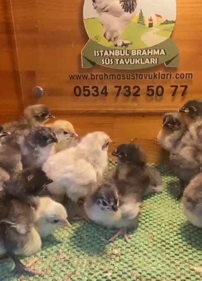 Blue Australop Civciv 2026