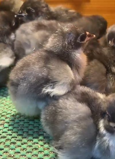 Blue Australop Civciv 2026