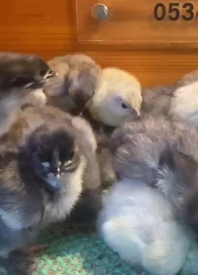 Blue Australop Civciv 2026