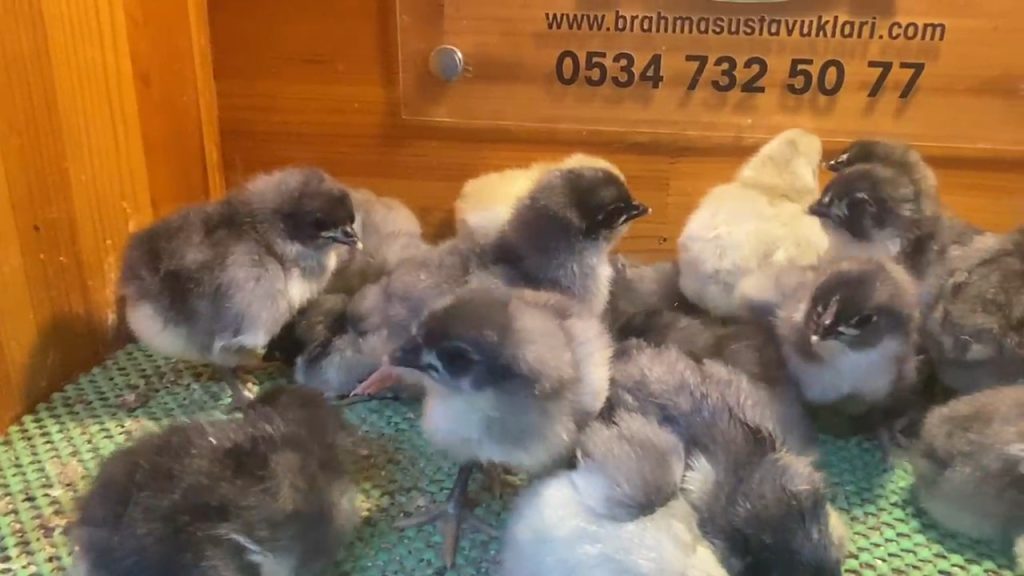 Blue Australorp Tavuk Özellikleri İstanbul Süs TAVUKLARI Blue Australop Civciv 2026