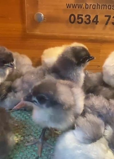 Blue Australop Civciv 2026