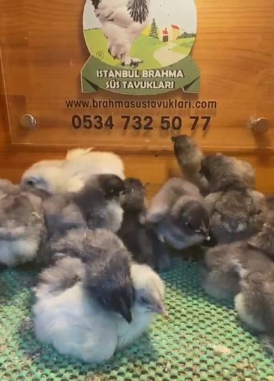 Blue Australop Civciv 2026