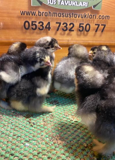 Coco Brahma Civciv 2026