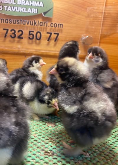 Coco Brahma Civciv 2026