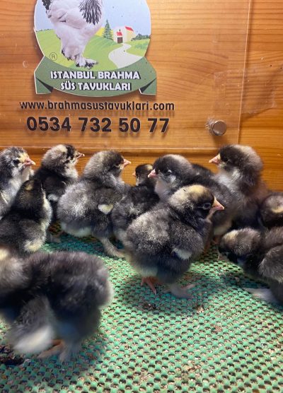 Coco Brahma Civciv 2026