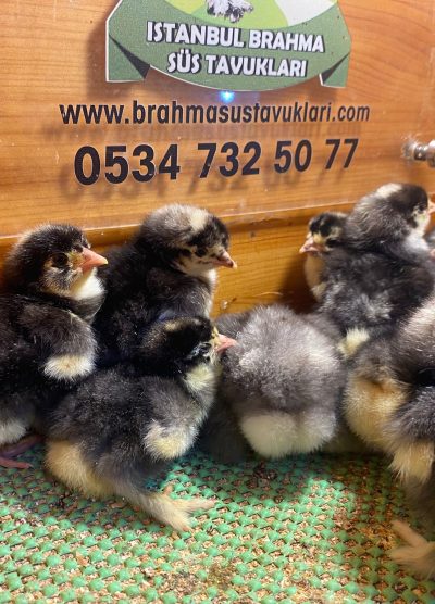 Coco Brahma Civciv 2026