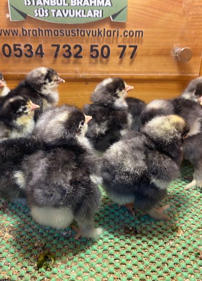 Coco Brahma Civciv 2026