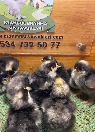 Coco Brahma Civciv 2026