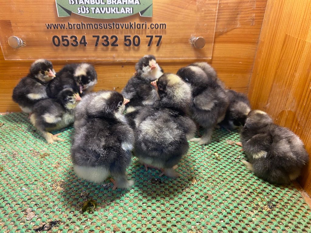 Coco Brahma Tavuklar Hakkında Bilgiler İstanbul Süs TAVUKLARI Coco Brahma Civciv 2026