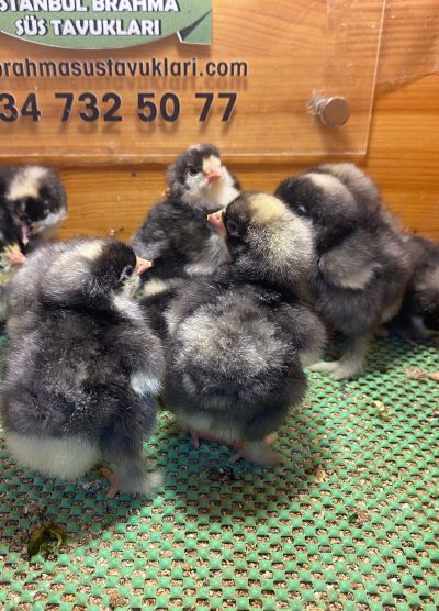 Coco Brahma Civciv 2026