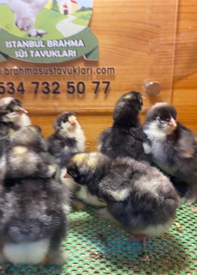 Coco Brahma Civciv 2026