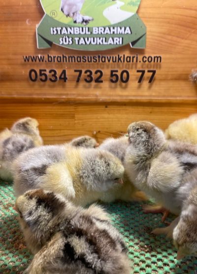 Dark Brahma Civciv 2026