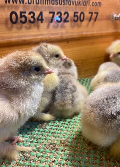 Dark Brahma Civciv 2026