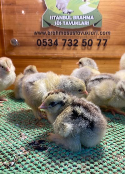 Dark Brahma Civciv 2026