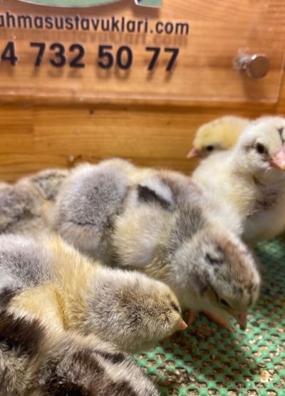 Dark Brahma Civciv 2026