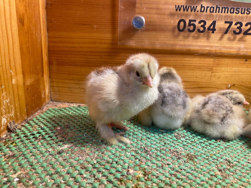 Dark Brahma Tavuk Özellikleri İstanbul Süs TAVUKLARI Dark Brahma Civciv 2026