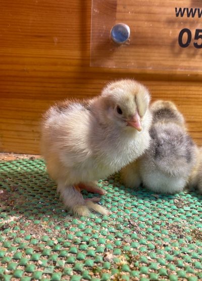 Dark Brahma Civciv 2026