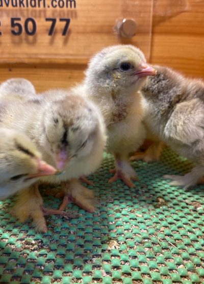 Dark Brahma Civciv 2026