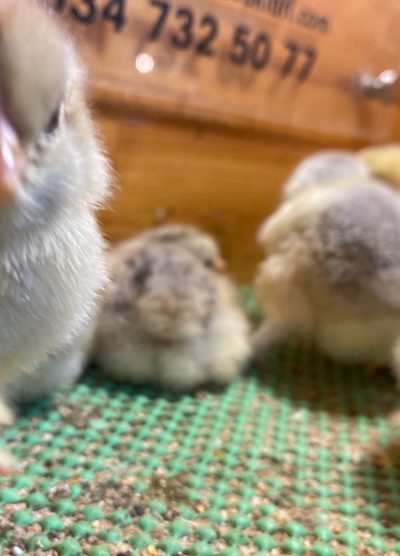 Dark Brahma Civciv 2026