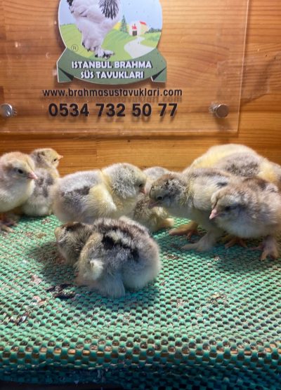 Dark Brahma Civciv 2026