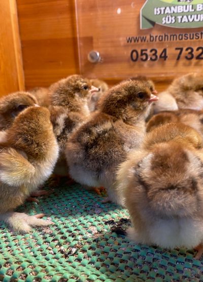 Gold Brahma Civciv 2026