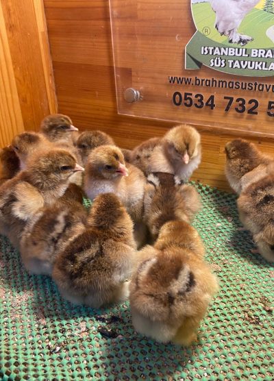 Gold Brahma Civciv 2026