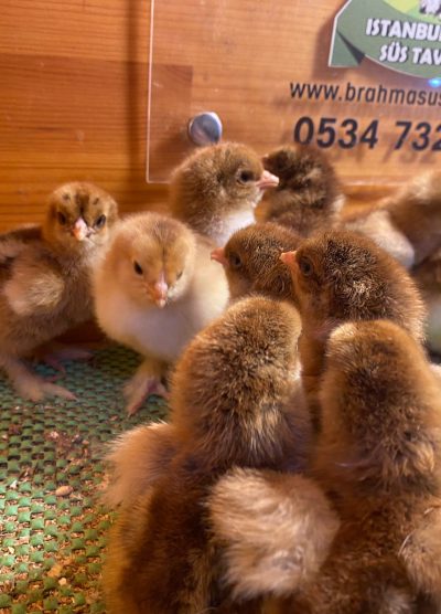 Gold Brahma Civciv 2026