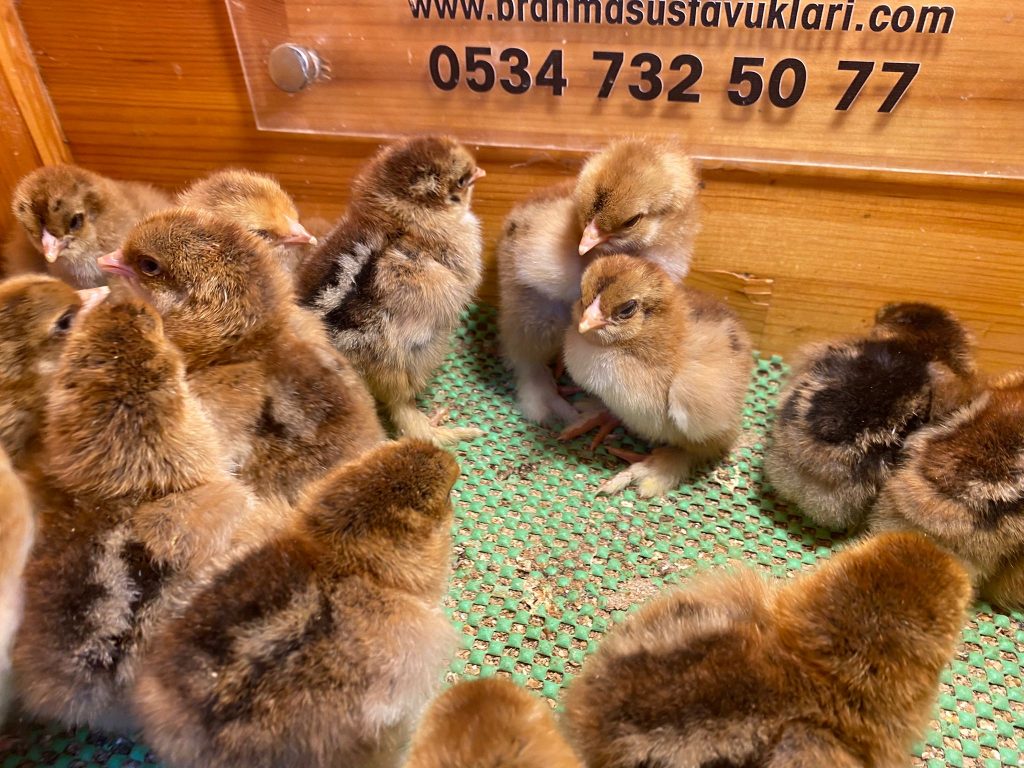 gold brahMa tavuk özellikleri