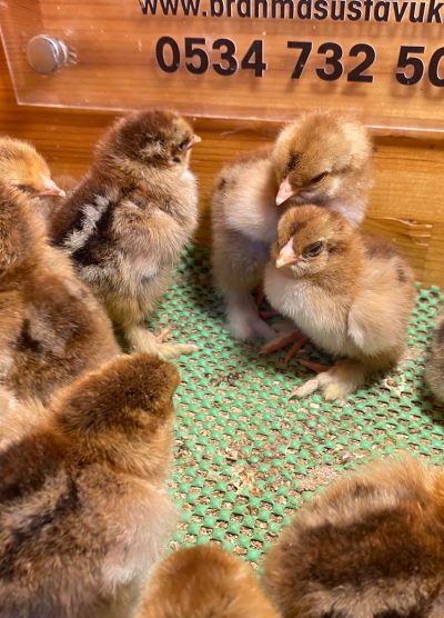 Gold Brahma Civciv 2026