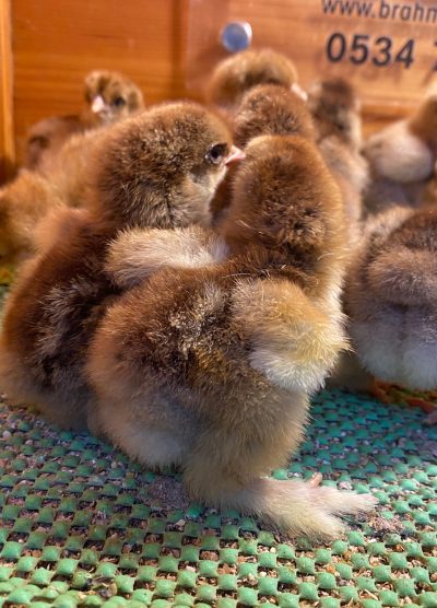 Gold Brahma Civciv 2026