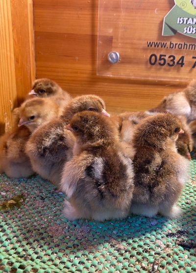 Gold Brahma Civciv 2026