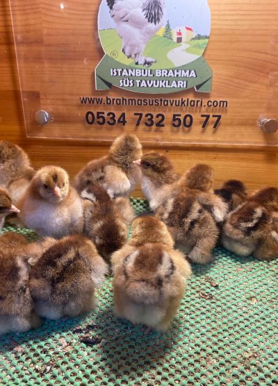 Gold Brahma Civciv 2026