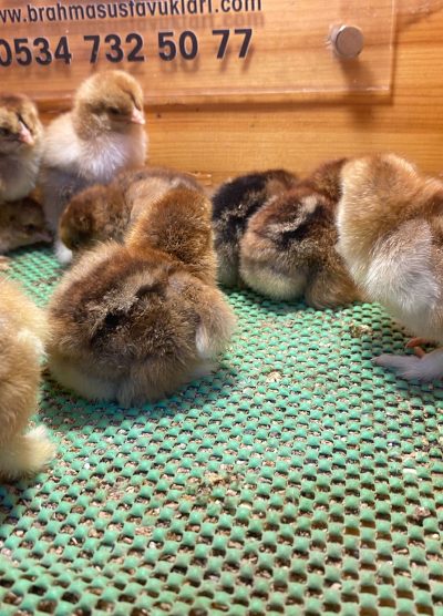 Gold Brahma Civciv 2026