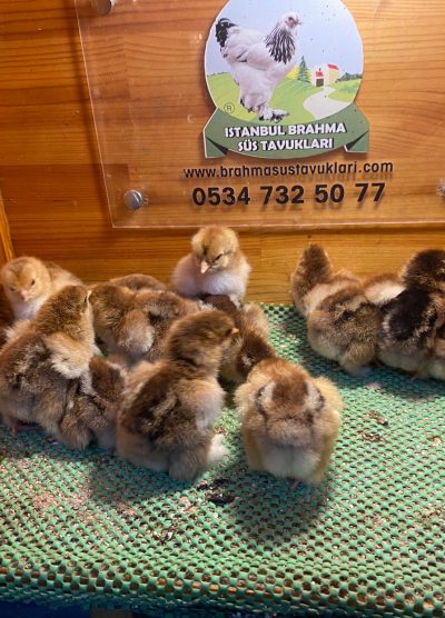 Gold Brahma Civciv 2026