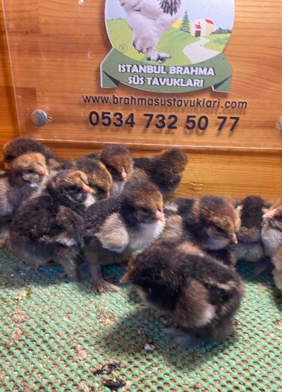 Gold Laced Brahma 2026