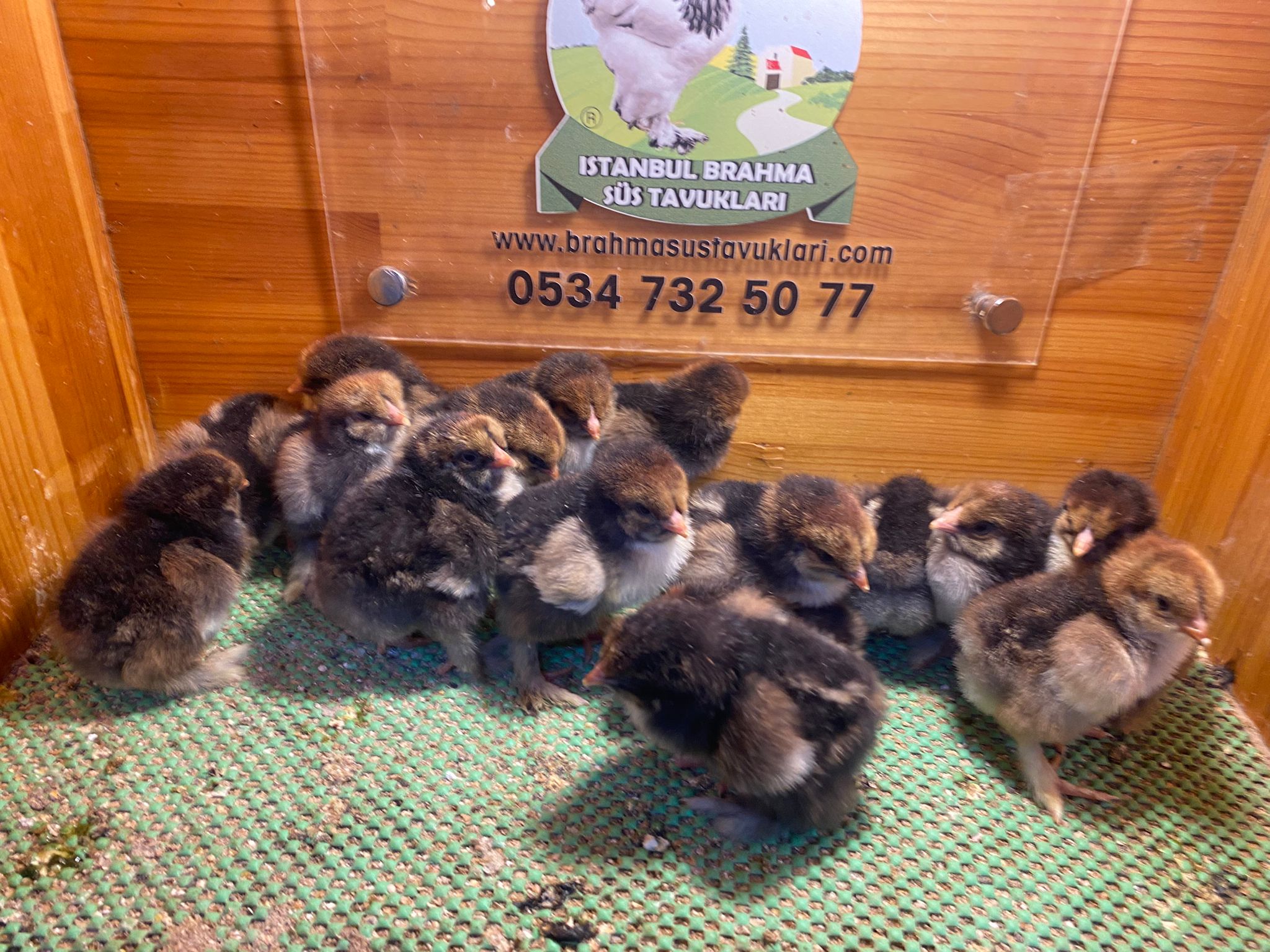 Gold Laced Brahma Civciv 2026 İstanbul Süs TAVUKLARI Gold Laced Brahma 2026