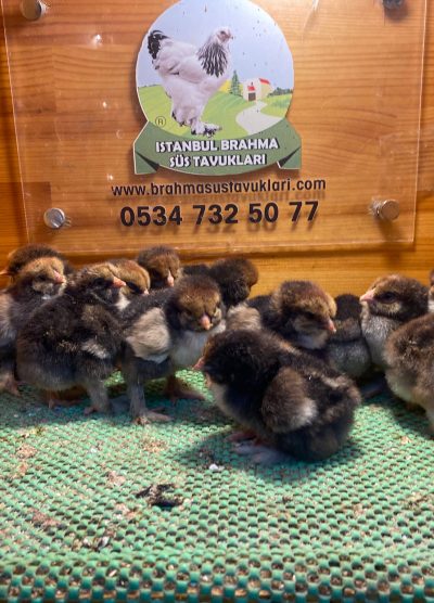 Gold Laced Brahma 2026