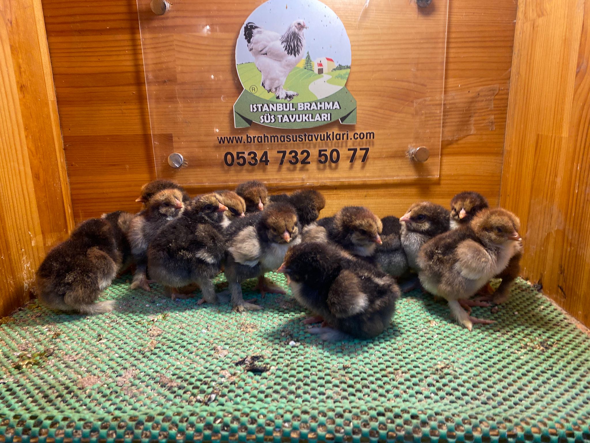 Gold Laced Brahma Civciv 2026 İstanbul Süs TAVUKLARI Gold Laced Brahma 2026