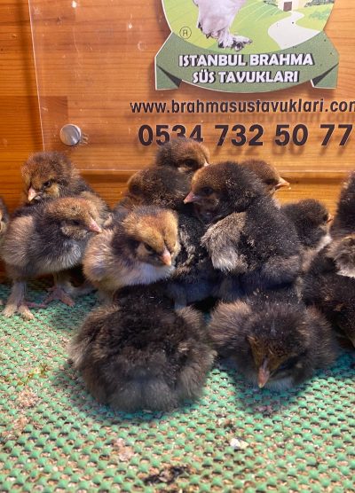 Gold Laced Brahma 2026