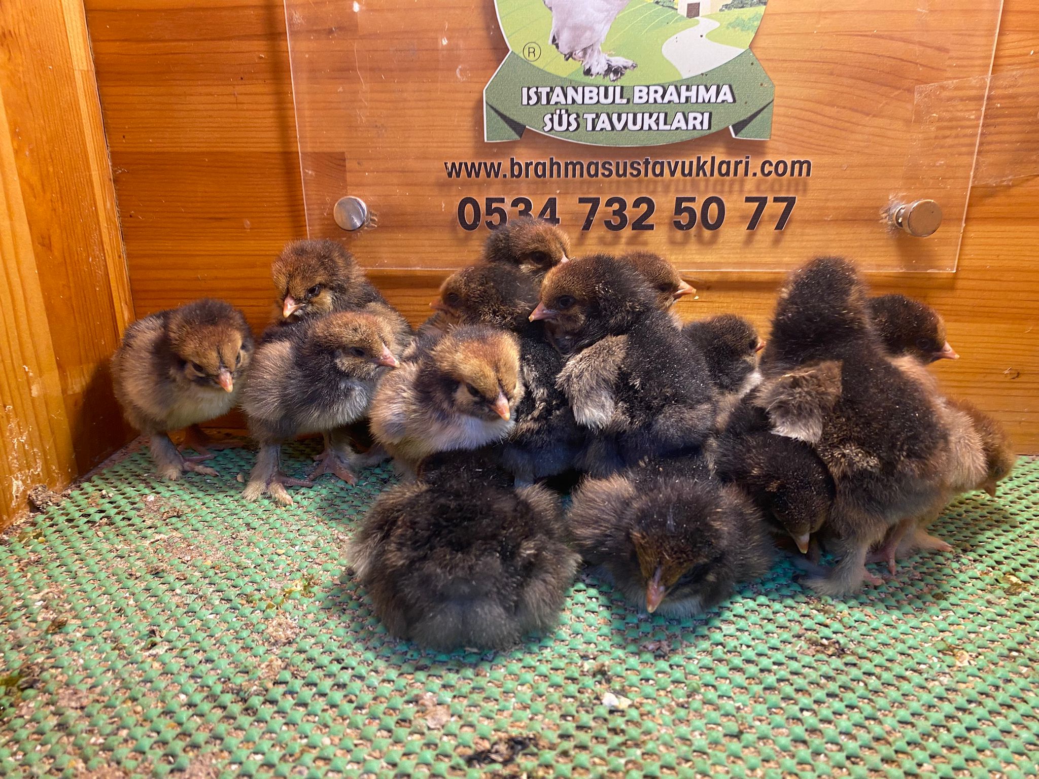 Gold Laced Brahma Civciv 2026 İstanbul Süs TAVUKLARI Gold Laced Brahma 2026