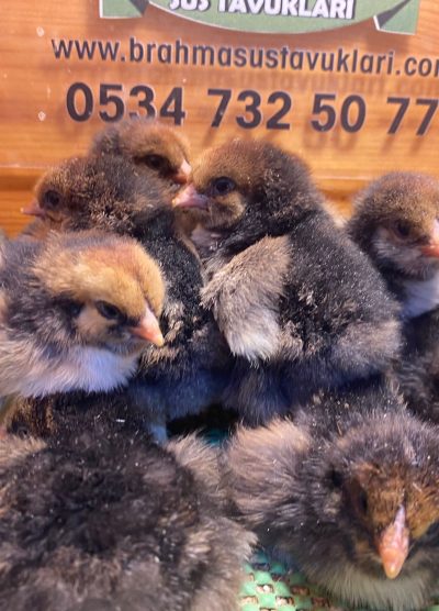 Gold Laced Brahma 2026