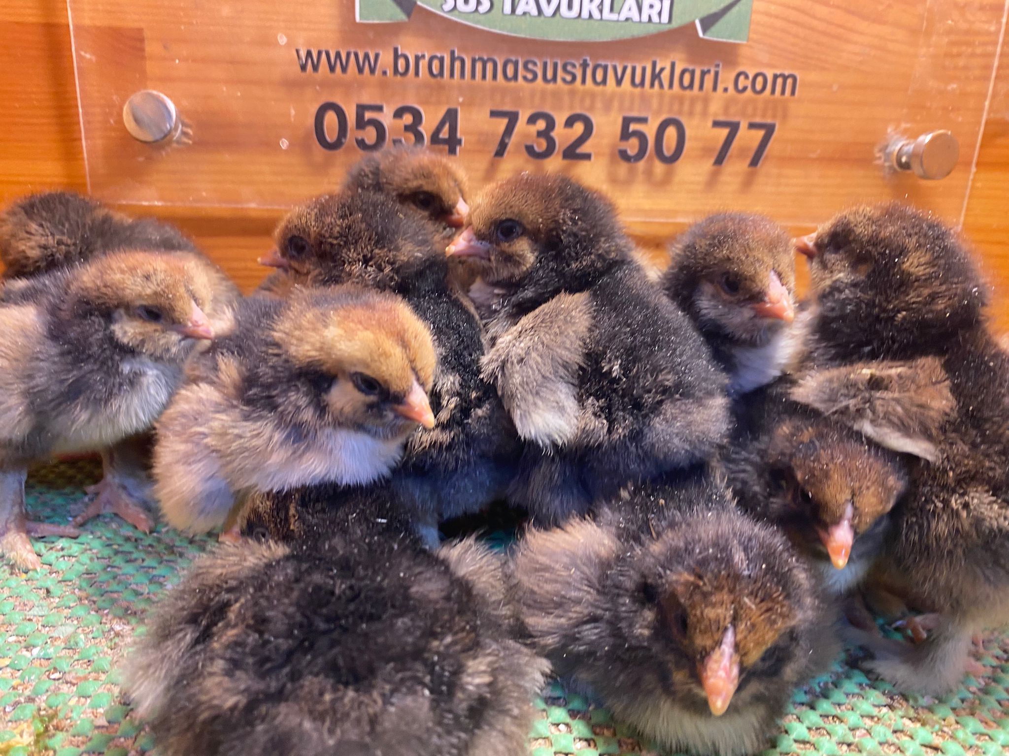 Gold Laced Brahma Civciv 2026 İstanbul Süs TAVUKLARI Gold Laced Brahma 2026