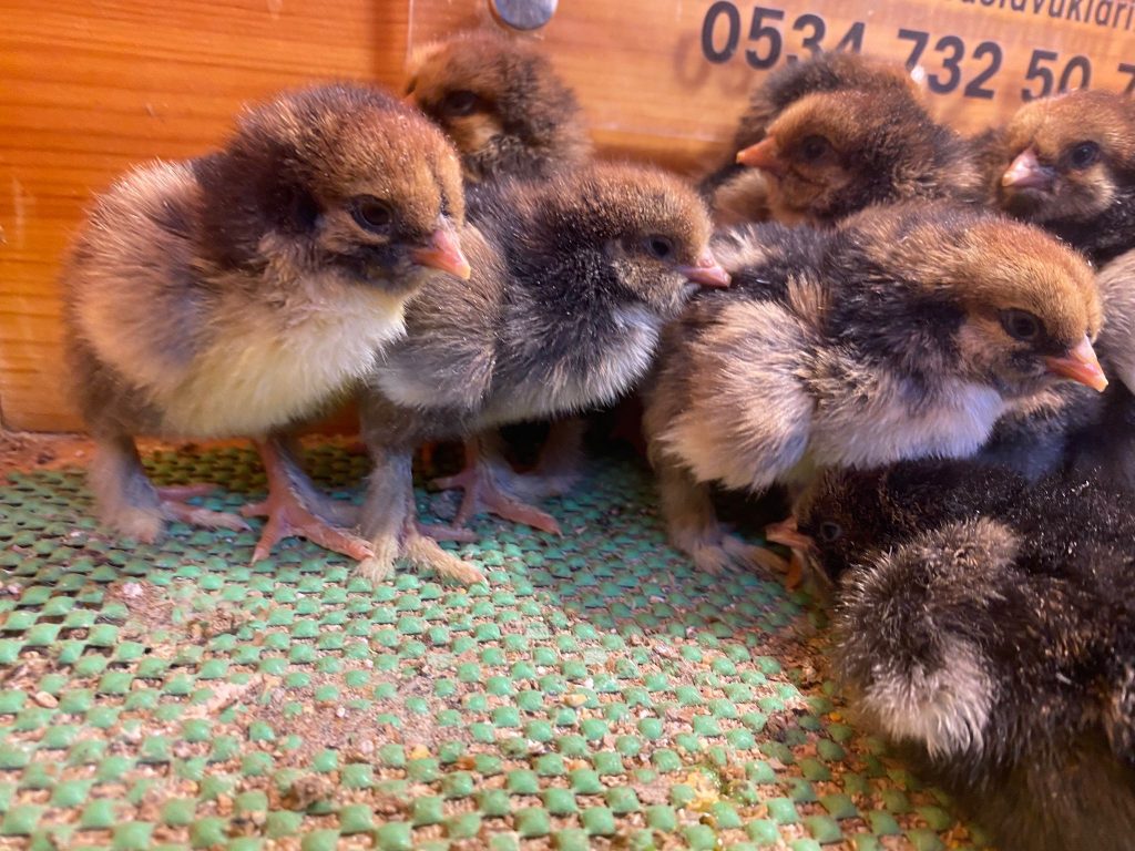 Gold Laced Brahma Tavuk Özellikleri İstanbul Süs TAVUKLARI Gold Laced Brahma Civciv 2026