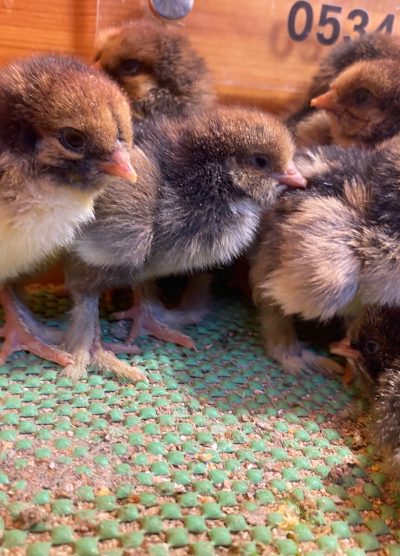 Gold Laced Brahma 2026