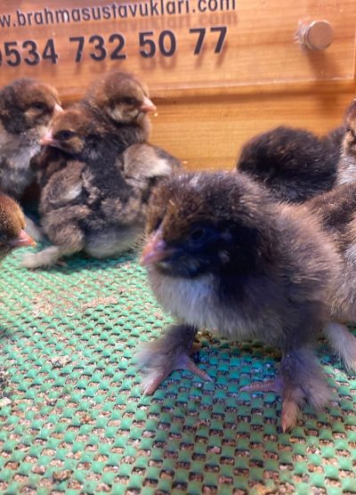 Gold Laced Brahma 2026