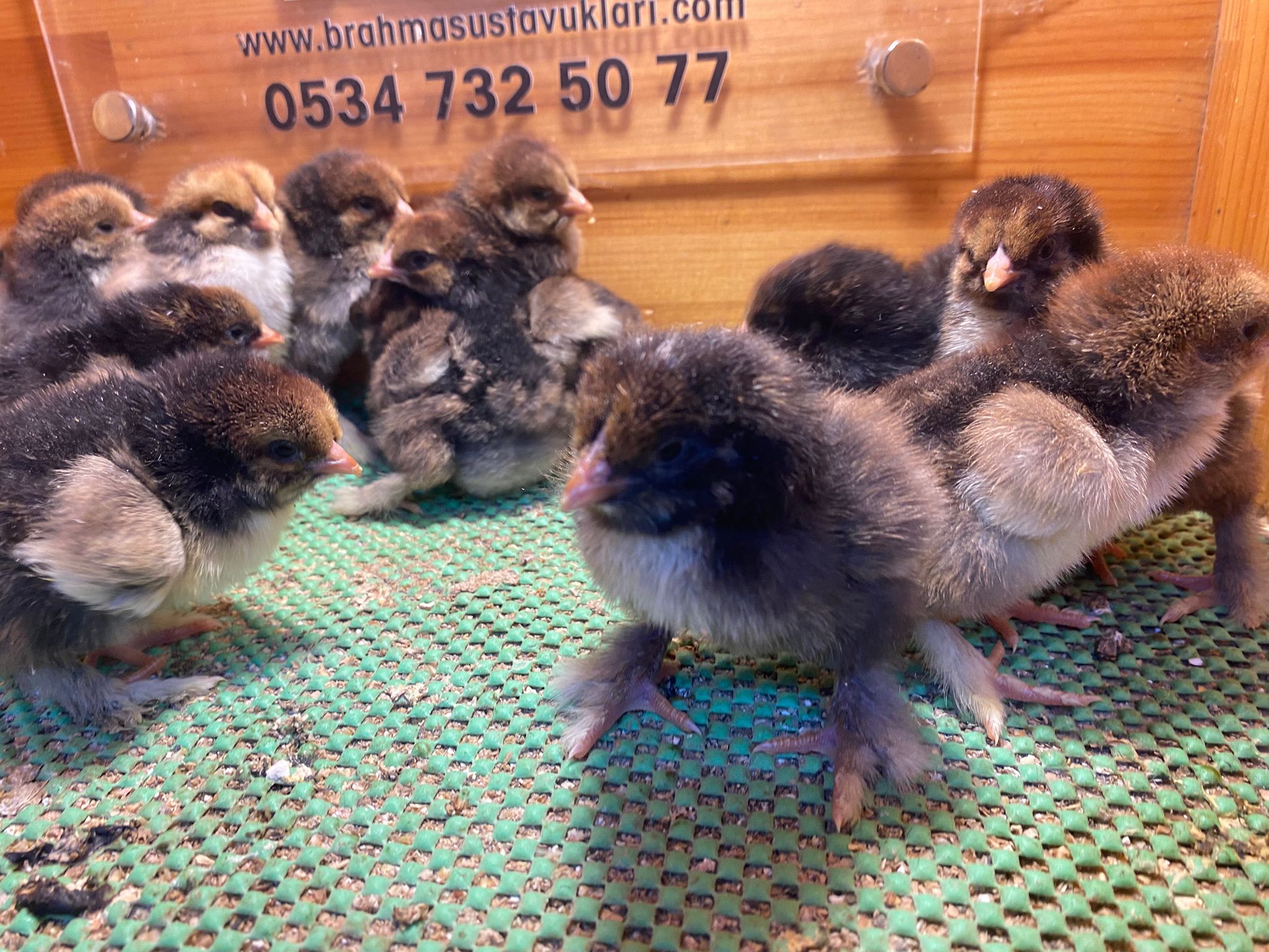 Gold Laced Brahma Civciv 2026 İstanbul Süs TAVUKLARI Gold Laced Brahma 2026