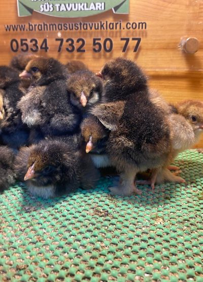 Gold Laced Brahma 2026