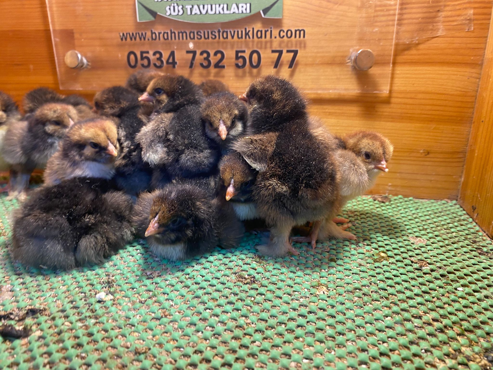 Gold Laced Brahma Civciv 2026 İstanbul Süs TAVUKLARI Gold Laced Brahma 2026