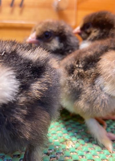 Gold Laced Brahma 2026