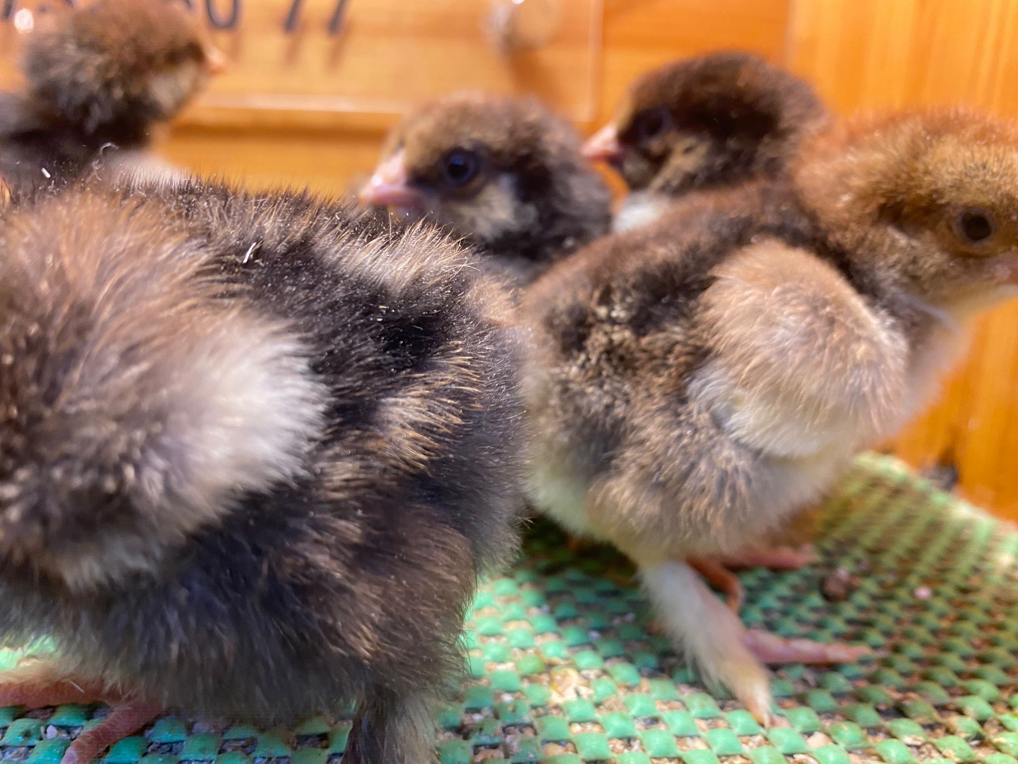 Gold Laced Brahma Civciv 2026 İstanbul Süs TAVUKLARI Gold Laced Brahma 2026